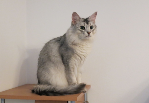 Aldo's 4ter Geburtstag (17.03.2018)