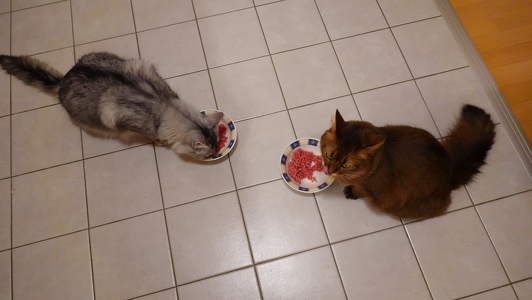 Aldo-Approved-Frischesiegel-3-Faschiertes-vom-Bergrind-9